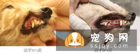 如何呵护狗狗口腔健康