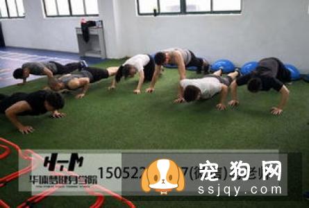 工作训练犬有哪些特殊的营养需求？