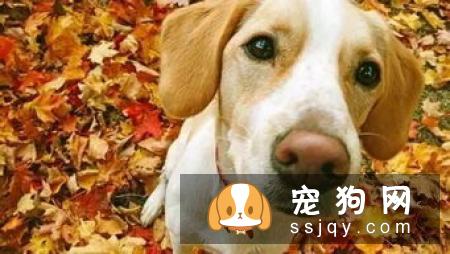 狗狗在秋季容易患的疾病，了解它远离它！