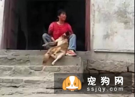 狗狗交配的时候不能随意打断，严重者致死！