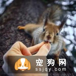 理论都一样，为什么自己和训犬师的训练差异这么大呢？