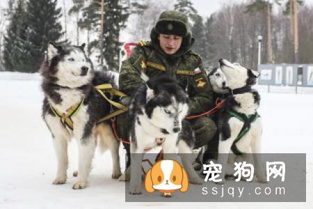 如何将狗狗训练成工作犬一样服从命令？