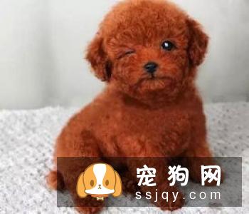 发抖的原因有哪些_宠物频道