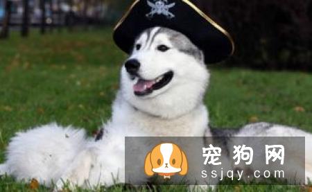 警报，你家的狗狗需要立刻驱虫！