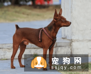 宠物狗一般是多少价格？宠物狗价格排名！
