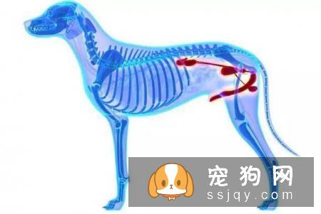 老年犬排尿增多？可能是慢性肾衰竭，治疗狗狗需要分两阶段