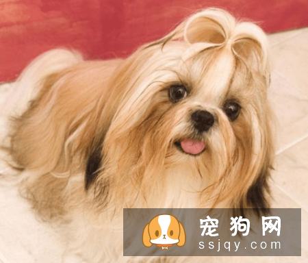 常见的宠物狗品种你都认识吗？宠物大全了解一下!