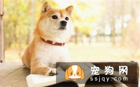 柴犬一个月吃多少狗粮 怎样判断柴犬是否吃饱了