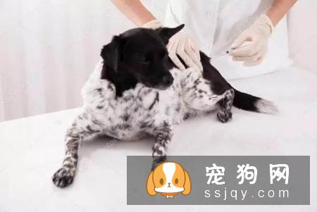 老年犬排尿增多？可能是慢性肾衰竭，治疗狗狗需要分两阶段