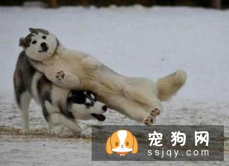柴犬幼犬乱咬东西可能是由两个原因引起的