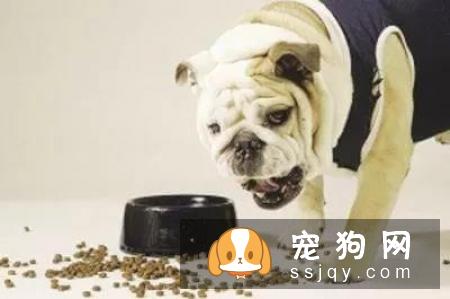 养宠物狗的6大误区，你躺枪了吗！