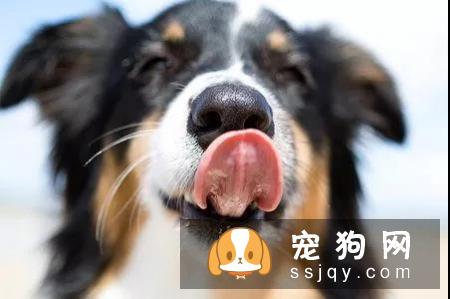 狗狗为什么经常舔自己的鼻子?