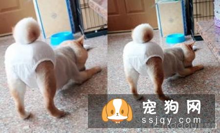 柴犬脚趾炎 柴犬脚趾炎这样做最科学