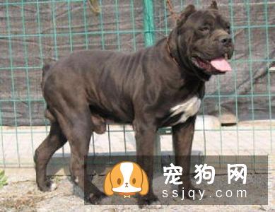 柴犬幼崽的价格是多少?