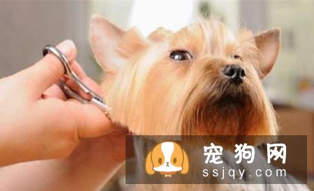 怎样让狗狗的毛柔顺有光泽