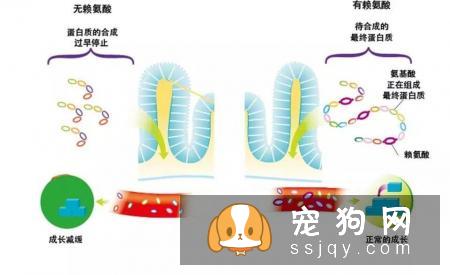 宠物保持好胃口，这些神秘元素少不了