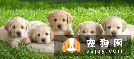 狗狗为什么会咳嗽，狗狗咳嗽的5种原因！