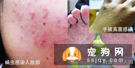 怎么判断狗狗有皮肤病？狗狗常见的皮肤病诊断