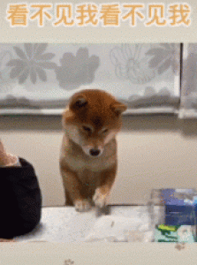 柴犬吃什么 柴犬可以吃的食物居然这么多