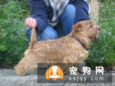 金毛尾巴长吗 金毛尾巴长度多少