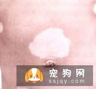 怎么判断狗狗有皮肤病？狗狗常见的皮肤病诊断