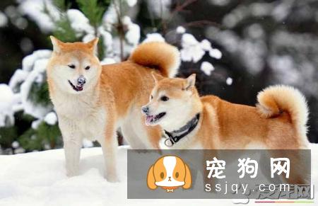 柴犬肚子毛色多久变白 柴犬的毛色有几种