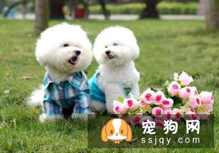 衣服作为一个“门面”,给狗狗穿上好看的衣服,打扮得漂亮