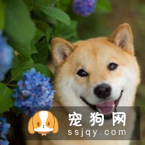 柴犬吃什么毛色好 吃这些食物对柴犬毛发好