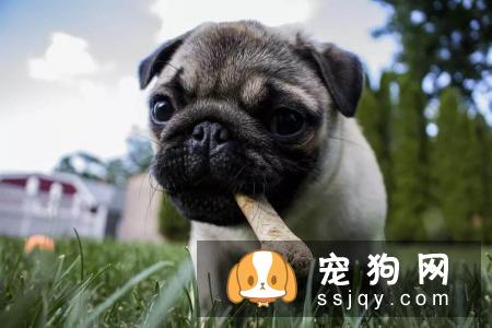 如何教育狗狗,让它改变这一行为值得主人思考