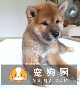 柴犬肚子毛色多久变白 柴犬的毛色有几种