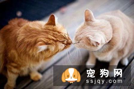 养宠物狗的6大误区，你躺枪了吗！