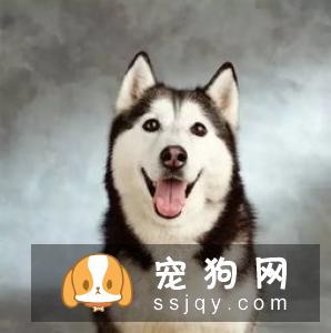 无法清理掉窝垫上的狗猫毛？听听国外铲屎官的建议吧