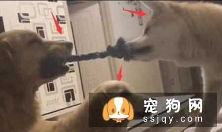 柴犬不喜欢什么 这个东西柴犬最讨厌