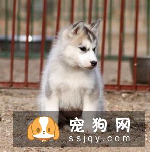 哈士奇怎么养？哈士奇饲养指南！