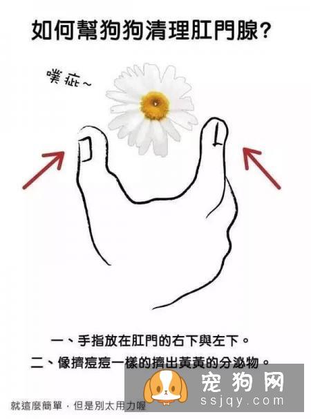 最强养狗基本知识，养狗必备干货