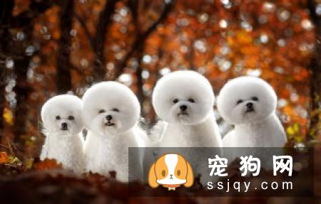 母犬产后应该怎么保健