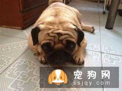 市场上蜥蜴的种类众多 如何挑选水龙蜥蜴和喂养方法
