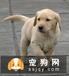 如何给狗狗免疫