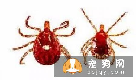 警报，你家的狗狗需要立刻驱虫！