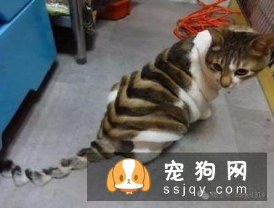 柴犬吃什么毛色好 吃这些食物对柴犬毛发好