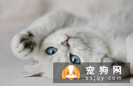 夏季来临，宠物中暑征兆及预防方法
