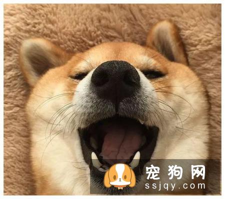 白色柴犬多少钱 白色柴犬的价格让人吃惊