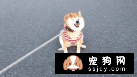 狗狗肛门腺发炎的症状和原因