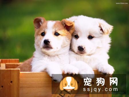 训练狗狗定点大小便方法