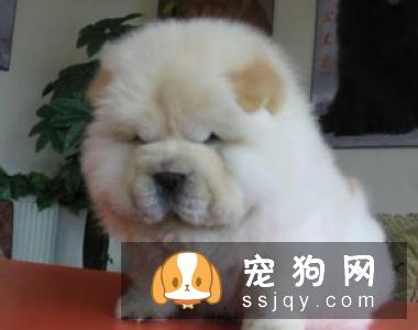 怎样才能让狗狗爱上洗澡不再反抗?