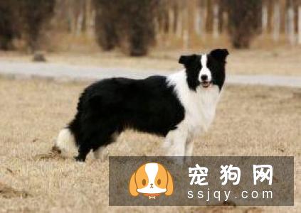 常见的宠物狗品种你都认识吗？宠物大全了解一下!