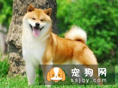 怎样训练柴犬唤回 训练柴犬的时候需要注意什么