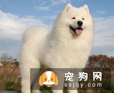 刚满月的狗狗应该怎么喂养