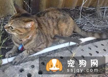 为什么养柴犬的人很少 扎心了原来是这样