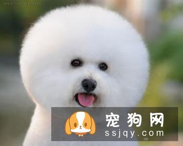 母柴犬发情该注意什么 柴犬发情的表现